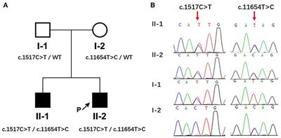 Mutations of MACF1, Encoding Microtubule-Actin Crosslinking-Factor 1, Cause Spectraplakinopathy